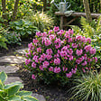 BLOOMIQUE - Rhododendron Bloombux Magenta - Rhododendron nain - Plante de Jardin - H. 30-40 cm - P. 17 cm - vignette