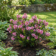 BLOOMIQUE - Rhododendron Bloombux Magenta - Rhododendron nain - Plante de Jardin - H. 30-40 cm - P. 17 cm - vignette