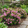 BLOOMIQUE - Rhododendron Bloombux Magenta - Rhododendron nain - Plante de Jardin - H. 30-40 cm - P. 17 cm - vignette