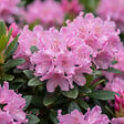 BLOOMIQUE - Rhododendron Bloombux Magenta - Rhododendron nain - Plante de Jardin - H. 30-40 cm - P. 17 cm - vignette
