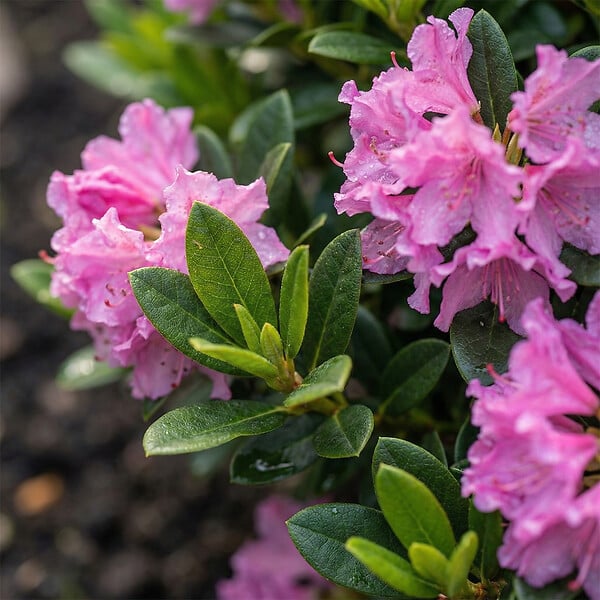 BLOOMIQUE - Rhododendron Bloombux Magenta - Rhododendron nain - Plante de Jardin - H. 30-40 cm - P. 17 cm - large