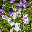 BLOOMIQUE - Lot de 3 - Campanula Carpatica White Clips - Campanule - Floraison abondante - H. 10-20 cm - P. 9 cm - vignette