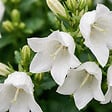 BLOOMIQUE - Lot de 3 - Campanula Carpatica White Clips - Campanule - Floraison abondante - H. 10-20 cm - P. 9 cm - vignette