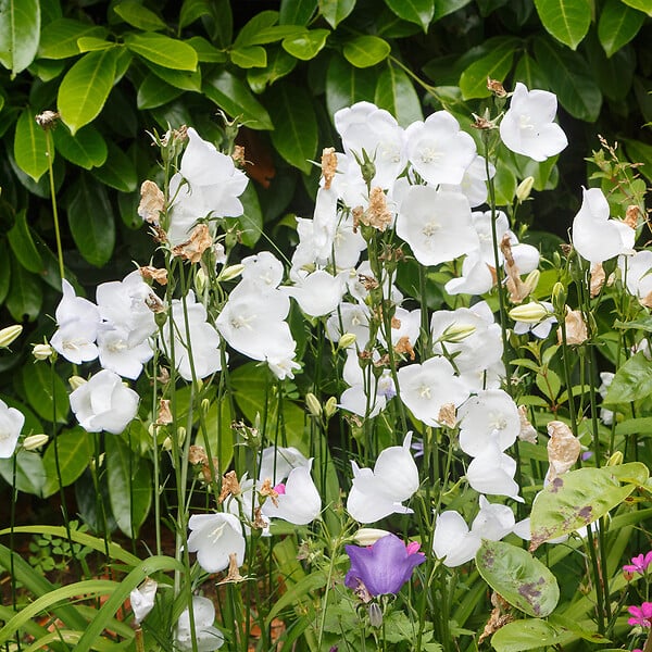 BLOOMIQUE - Lot de 3 - Campanula Carpatica White Clips - Campanule - Floraison abondante - H. 10-20 cm - P. 9 cm - large