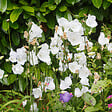 BLOOMIQUE - Lot de 3 - Campanula Carpatica White Clips - Campanule - Floraison abondante - H. 10-20 cm - P. 9 cm - vignette