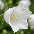BLOOMIQUE - Lot de 3 - Campanula Carpatica White Clips - Campanule - Floraison abondante - H. 10-20 cm - P. 9 cm - vignette