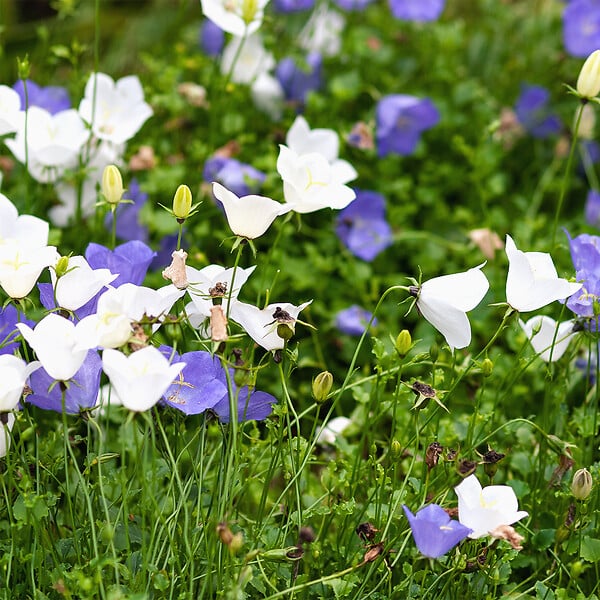 BLOOMIQUE - Lot de 3 - Campanula Carpatica White Clips - Campanule - Floraison abondante - H. 10-20 cm - P. 9 cm - large