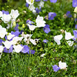 BLOOMIQUE - Lot de 3 - Campanula Carpatica White Clips - Campanule - Floraison abondante - H. 10-20 cm - P. 9 cm - vignette