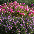 BLOOMIQUE - Lot de 6 - Aster ‘Professor Anton Kippenberg’ - Aster - Floraison abondante - H. 10-20 cm - P. 9 cm - vignette