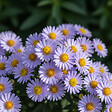 BLOOMIQUE - Lot de 6 - Aster ‘Professor Anton Kippenberg’ - Aster - Floraison abondante - H. 10-20 cm - P. 9 cm - vignette