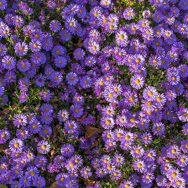 BLOOMIQUE - Lot de 6 - Aster ‘Professor Anton Kippenberg’ - Aster - Floraison abondante - H. 10-20 cm - P. 9 cm - large