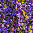 BLOOMIQUE - Lot de 6 - Aster ‘Professor Anton Kippenberg’ - Aster - Floraison abondante - H. 10-20 cm - P. 9 cm - vignette