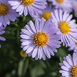 BLOOMIQUE - Lot de 6 - Aster ‘Professor Anton Kippenberg’ - Aster - Floraison abondante - H. 10-20 cm - P. 9 cm - vignette