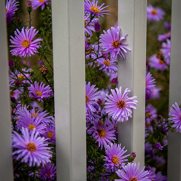 BLOOMIQUE - Lot de 6 - Aster ‘Professor Anton Kippenberg’ - Aster - Floraison abondante - H. 10-20 cm - P. 9 cm - large