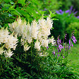 BLOOMIQUE - Lot de 6 - Astilbe Astary White - Fausse spirée - Plante de Jardin - H. 10-20 cm - P. 9 cm - vignette