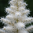 BLOOMIQUE - Lot de 6 - Astilbe Astary White - Fausse spirée - Plante de Jardin - H. 10-20 cm - P. 9 cm - vignette