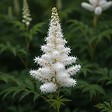 BLOOMIQUE - Lot de 6 - Astilbe Astary White - Fausse spirée - Plante de Jardin - H. 10-20 cm - P. 9 cm - vignette