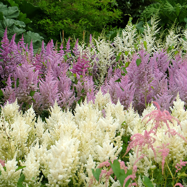 BLOOMIQUE - Lot de 6 - Astilbe Astary White - Fausse spirée - Plante de Jardin - H. 10-20 cm - P. 9 cm - large