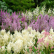 BLOOMIQUE - Lot de 6 - Astilbe Astary White - Fausse spirée - Plante de Jardin - H. 10-20 cm - P. 9 cm - vignette