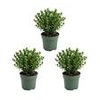 BLOOMIQUE - Lot de 3 - Ilex crenata Jenny - Houx japonais - Plante rustique - H. 10-20 cm - P. 10 cm - vignette