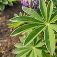 BLOOMIQUE - Lot de 3 - Lupinus Gallery Blue - Lupin - Rustique - Vivace - Hauteur 10-20 cm - Pot 9 cm - vignette
