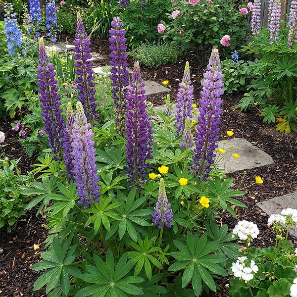 BLOOMIQUE - Lot de 3 - Lupinus Gallery Blue - Lupin - Rustique - Vivace - Hauteur 10-20 cm - Pot 9 cm - large