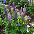 BLOOMIQUE - Lot de 3 - Lupinus Gallery Blue - Lupin - Rustique - Vivace - Hauteur 10-20 cm - Pot 9 cm - vignette