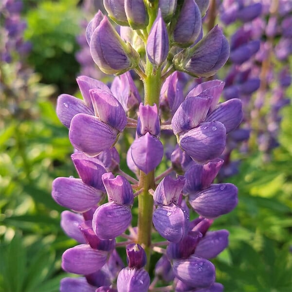 BLOOMIQUE - Lot de 3 - Lupinus Gallery Blue - Lupin - Rustique - Vivace - Hauteur 10-20 cm - Pot 9 cm - large