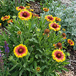 BLOOMIQUE - Lot de 6 - Gaillardia Arizona Sun - Fleur de cocarde - Floraison abondante - H. 10-20 cm - P. 9 cm - vignette