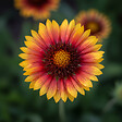 BLOOMIQUE - Lot de 6 - Gaillardia Arizona Sun - Fleur de cocarde - Floraison abondante - H. 10-20 cm - P. 9 cm - vignette