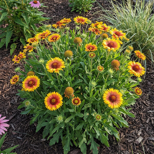 BLOOMIQUE - Lot de 6 - Gaillardia Arizona Sun - Fleur de cocarde - Floraison abondante - H. 10-20 cm - P. 9 cm - large