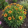BLOOMIQUE - Lot de 6 - Gaillardia Arizona Sun - Fleur de cocarde - Floraison abondante - H. 10-20 cm - P. 9 cm - vignette