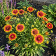 BLOOMIQUE - Lot de 6 - Gaillardia Arizona Sun - Fleur de cocarde - Floraison abondante - H. 10-20 cm - P. 9 cm - vignette