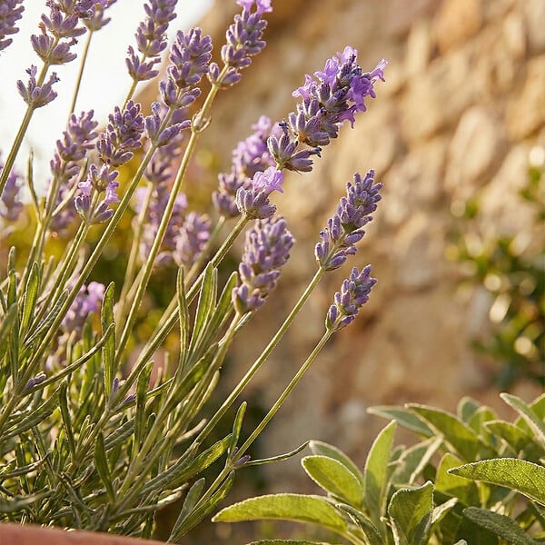 BLOOMIQUE - Lot de 3 - Lavandula Munstead - Lavande véritable - Rustique - Parfumée - H. 10-20 cm - P. 9 cm - large