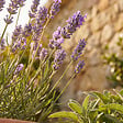 BLOOMIQUE - Lot de 3 - Lavandula Munstead - Lavande véritable - Rustique - Parfumée - H. 10-20 cm - P. 9 cm - vignette