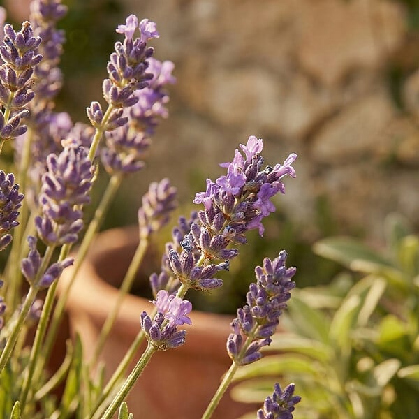 BLOOMIQUE - Lot de 3 - Lavandula Munstead - Lavande véritable - Rustique - Parfumée - H. 10-20 cm - P. 9 cm - large