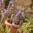 BLOOMIQUE - Lot de 3 - Lavandula Munstead - Lavande véritable - Rustique - Parfumée - H. 10-20 cm - P. 9 cm - vignette