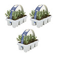 BLOOMIQUE - Lot de 3 - Lavandula angustifolia 'White' - Lavande blanche - Rustique - Parfumée - H. 10-20 cm - vignette