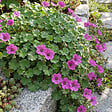 BLOOMIQUE - Lot de 3 - Erodium Variabile 'Bec d'évêque' - Plantes jardin - Floraison abondante - P. 9 cm - vignette