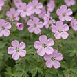 BLOOMIQUE - Lot de 3 - Erodium Variabile 'Bec d'évêque' - Plantes jardin - Floraison abondante - P. 9 cm - vignette