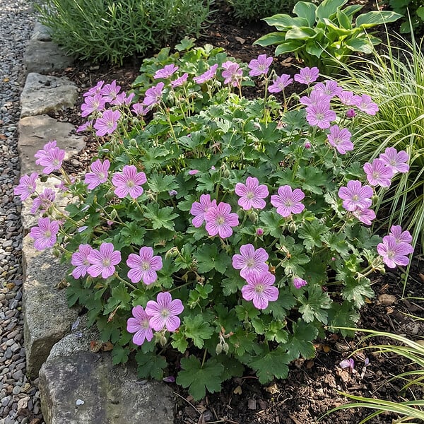 BLOOMIQUE - Lot de 3 - Erodium Variabile 'Bec d'évêque' - Plantes jardin - Floraison abondante - P. 9 cm - large