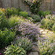 BLOOMIQUE - Lot de 3 - Limonium latifolium - Lavande de mer - Rustique - Vivace - Hauteur 10-20 cm - Pot 9 cm - vignette