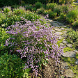 BLOOMIQUE - Lot de 3 - Limonium latifolium - Lavande de mer - Rustique - Vivace - Hauteur 10-20 cm - Pot 9 cm - vignette