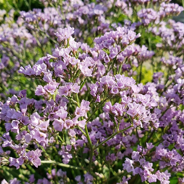 BLOOMIQUE - Lot de 3 - Limonium latifolium - Lavande de mer - Rustique - Vivace - Hauteur 10-20 cm - Pot 9 cm - large