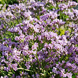 BLOOMIQUE - Lot de 3 - Limonium latifolium - Lavande de mer - Rustique - Vivace - Hauteur 10-20 cm - Pot 9 cm - vignette