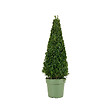 BLOOMIQUE - Ilex Crenata Jenny Pyramid - Houx japonais - Feuillage Persistant - Rustique - P. 21 cm - vignette