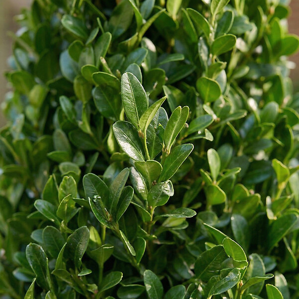 BLOOMIQUE - Ilex Crenata Jenny Pyramid - Houx japonais - Feuillage Persistant - Rustique - P. 21 cm - large