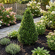 BLOOMIQUE - Ilex Crenata Jenny Pyramid - Houx japonais - Feuillage Persistant - Rustique - P. 21 cm - vignette