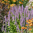 BLOOMIQUE - Lot de 3 - Agastache Blue Fortune - Agastache - Floraison abondante - H. 10-20 cm - P. 9 cm - vignette