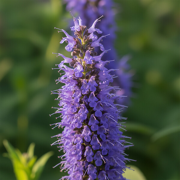 BLOOMIQUE - Lot de 3 - Agastache Blue Fortune - Agastache - Floraison abondante - H. 10-20 cm - P. 9 cm - large